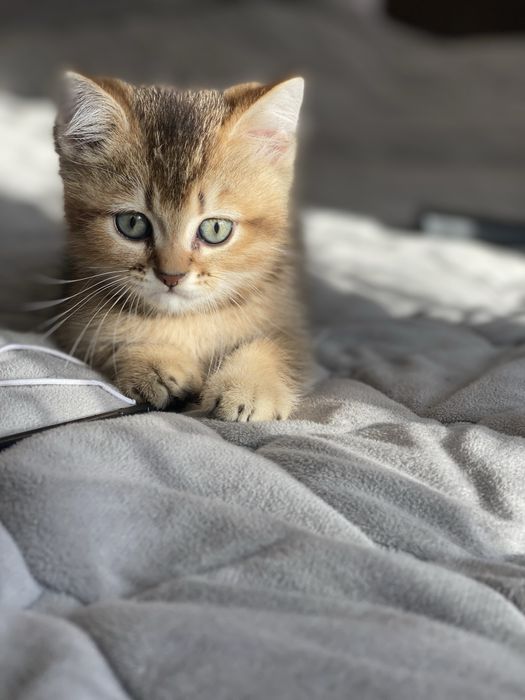 Шотландське кошеня золотистого шиншильного типу з паспортом