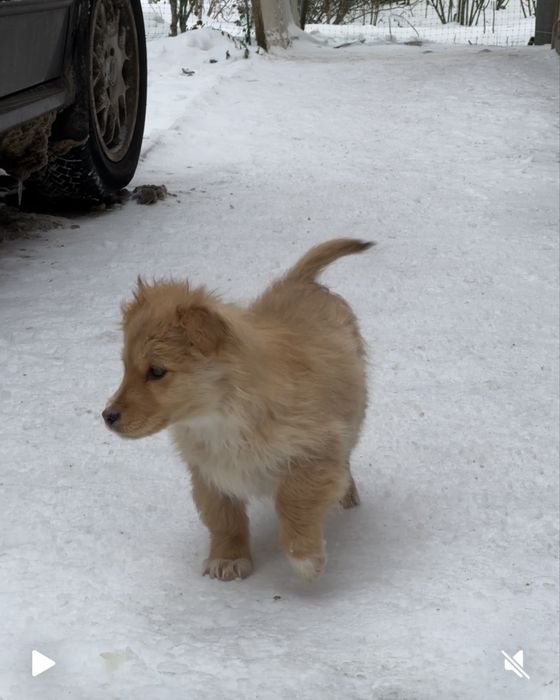 Цуценя - дівчинка