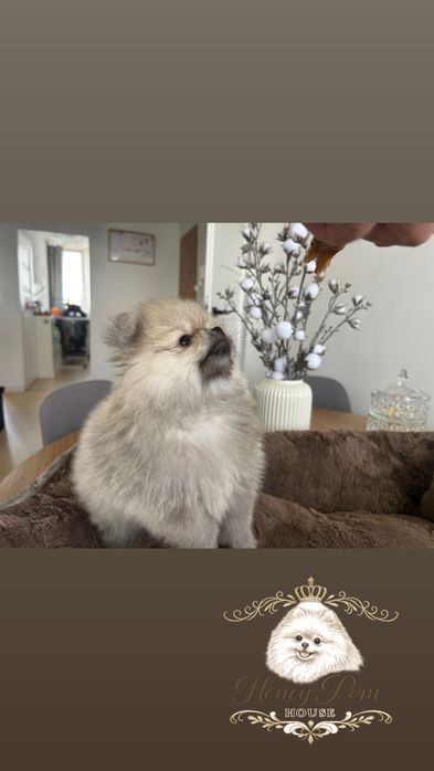 Fantastyczne Szczeniaki  Pomeranian Szpic Miniaturowy Miś