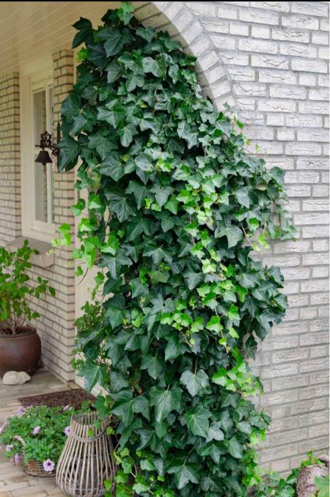 Плющ звичайний, вічнозелений