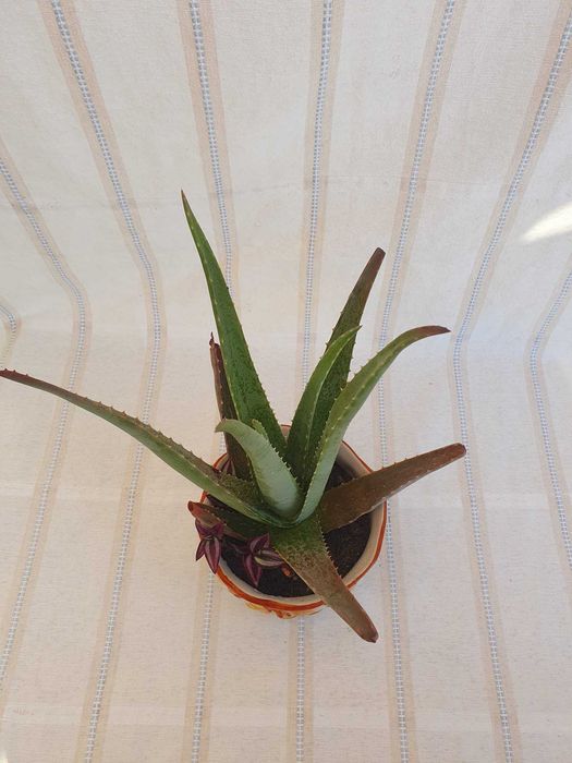 Planta- Aloé Vera & Zebrina