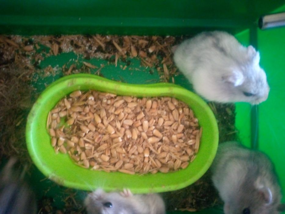 Хомячки Кременчуг