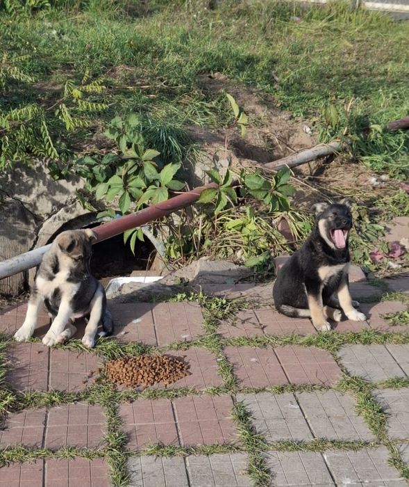 Щенята щукають дім, безкоштовно