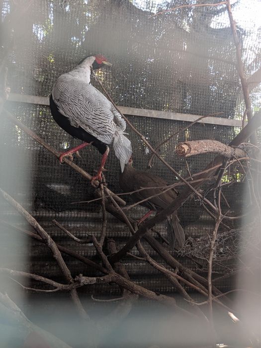 Casais de Faisões Prateados (Silver Pheasant) Adultos
