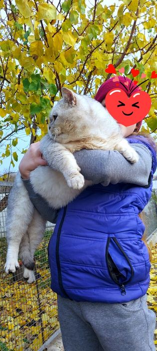 Шикарний шиншиловий котик ,серебряна шиншилаис