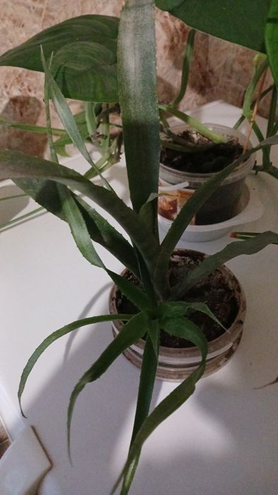 Великий вибір кімнатних рослин