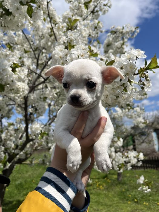 Продам щенка девочек чихуахуа