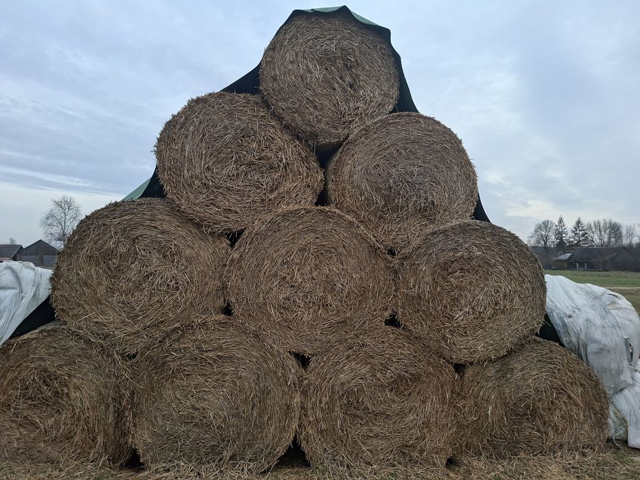 Słoma Bele przykryte