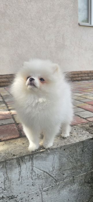 Білий померанський шпіц ведмедик, хлопчик, документи