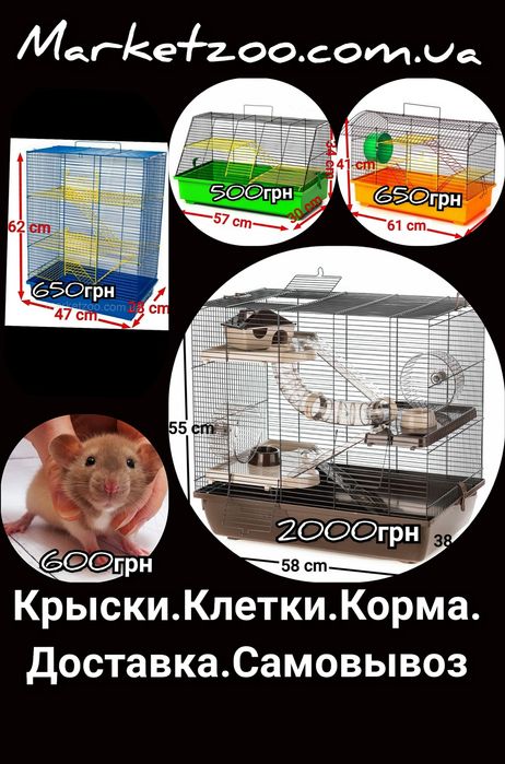 Крыски,крысы,крысята дамбоклетки,корма