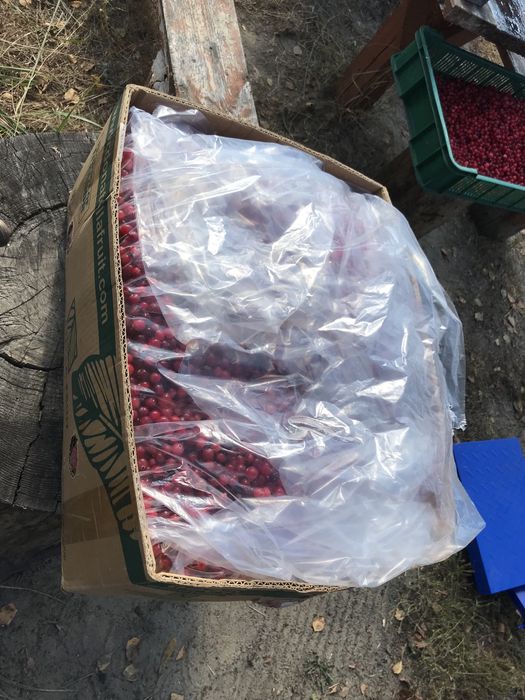 Клюква Журавлина ТОП.