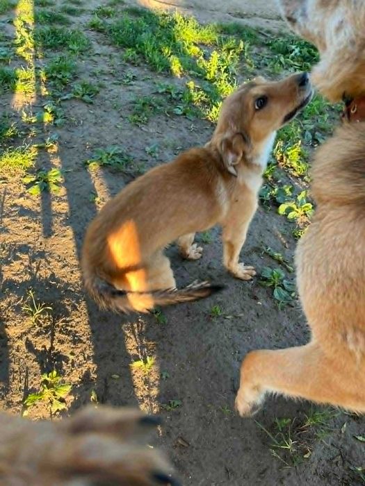 Цуценята 4 місяці у добрі руки безкоштовно