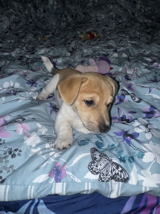 Цуценя  Джек Рассела