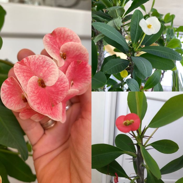 Кактус молочай міля білий , червоний , рожевий