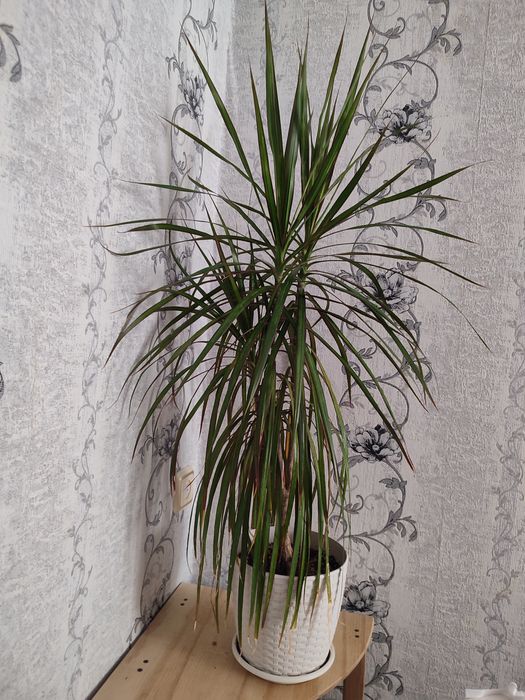 Кімнатні рослини:  Драцена, Філодендрон, епіпремнум, сукулен