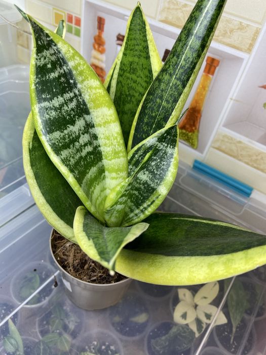 Сансевієрія сорта