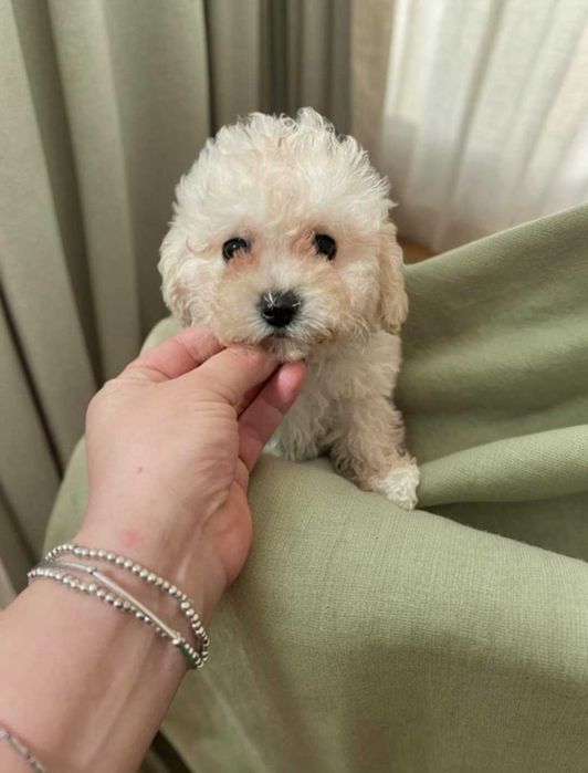 Мини девочка мальтипу.