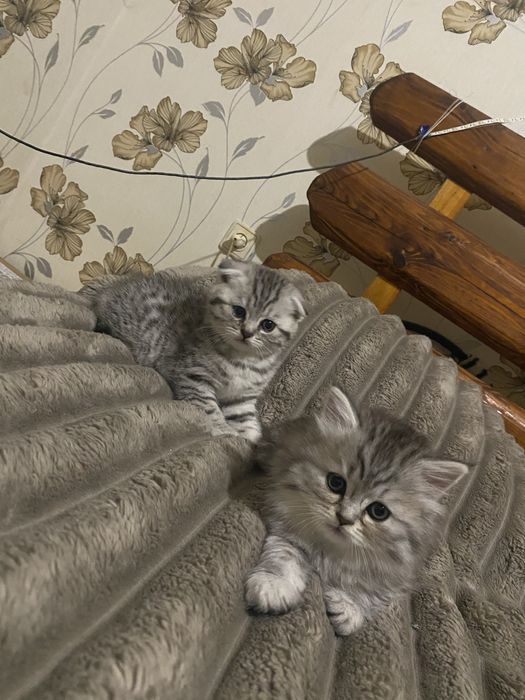 Кошенята шотландські висловухі прямовухі