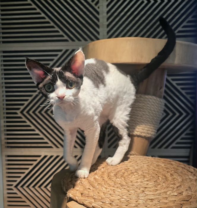 Kolo kocurek  Devon Rex