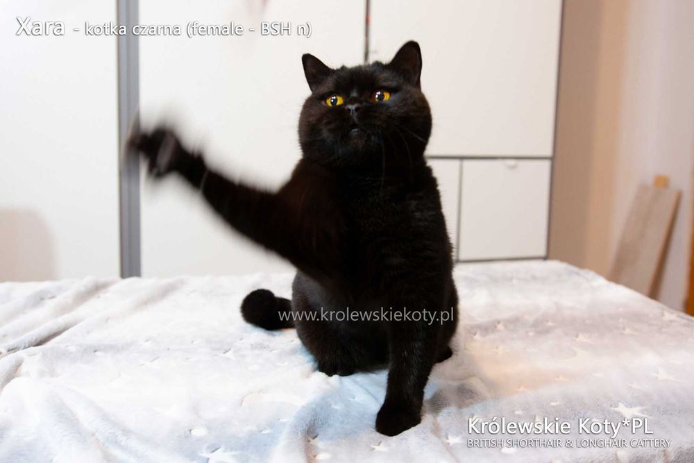Kotka brytyjska pohodowla czarna, rodowód FPL, championka
