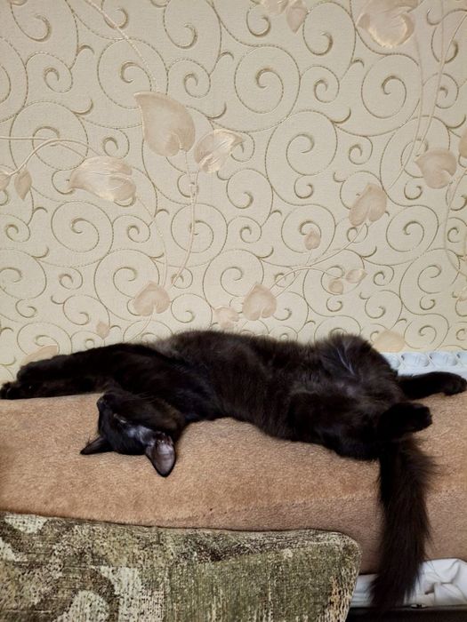 віддам котика безкоштовно