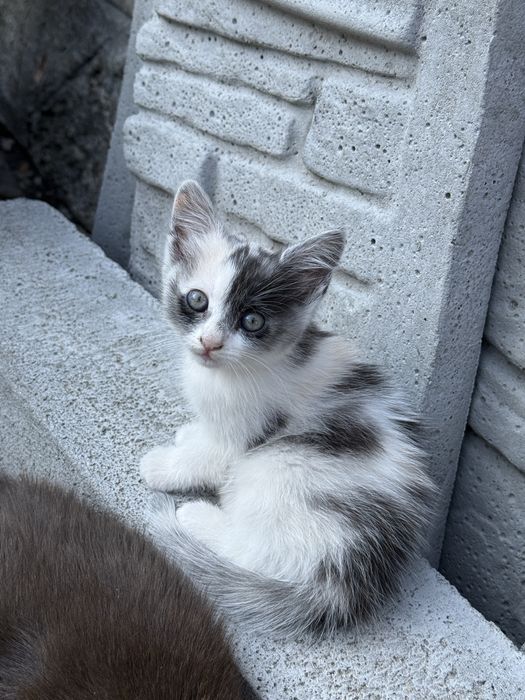 кошеня в добрі руки