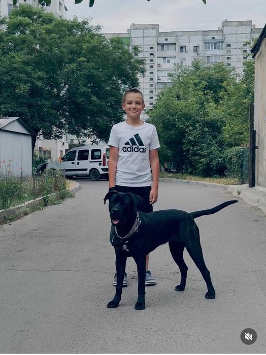 Щенки Американский Стаф XL и Бандог