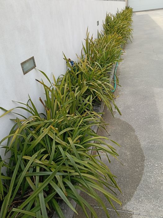 Orquídeas de várias cores