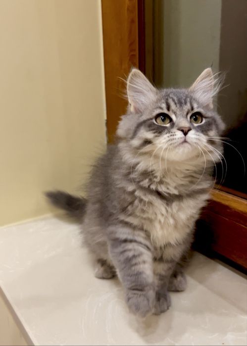 Kotka Syberyjska gotow na zmnię domu