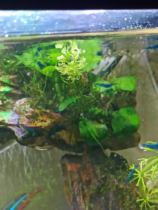 Para cedência neocaridina blue dream.
