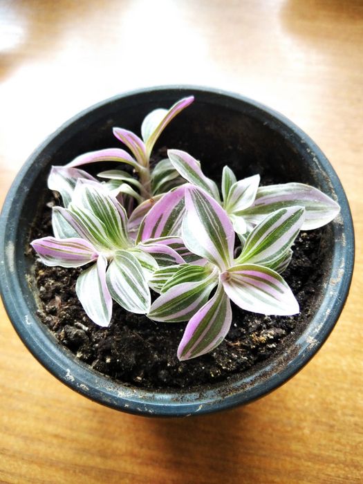 Традесканция Mini Lilac: 60 грн. - Комнатные растения Запорожье на Olx