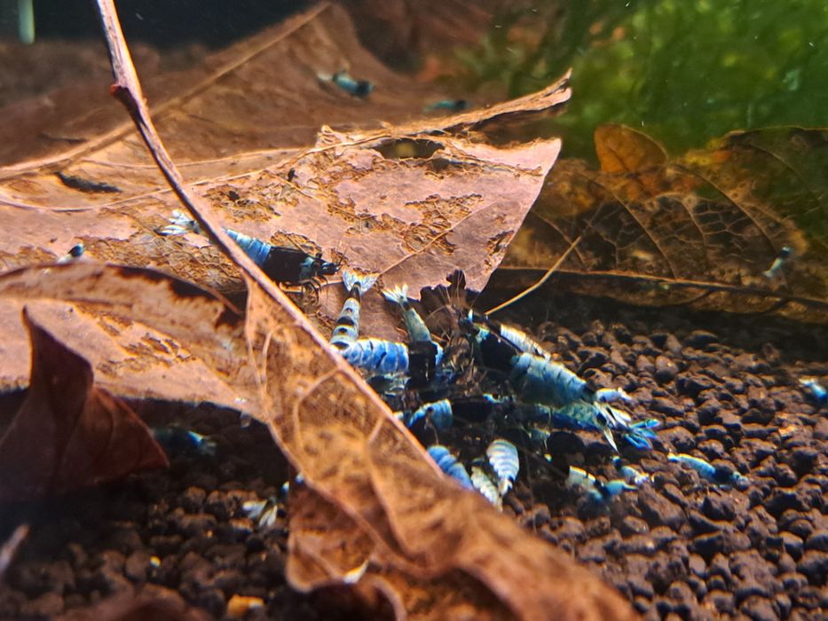 Krewetka caridina Tai mosura deep