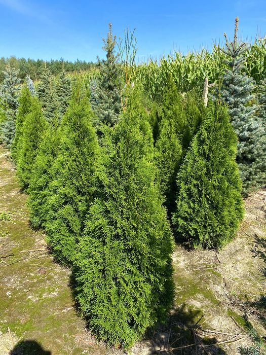 Tuja Szmaragd – gęsty, zielony żywopłot prosto od producenta