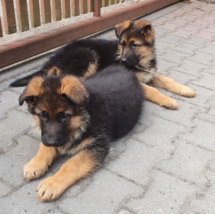 Owczarek Niemiecki Krótkowłosy