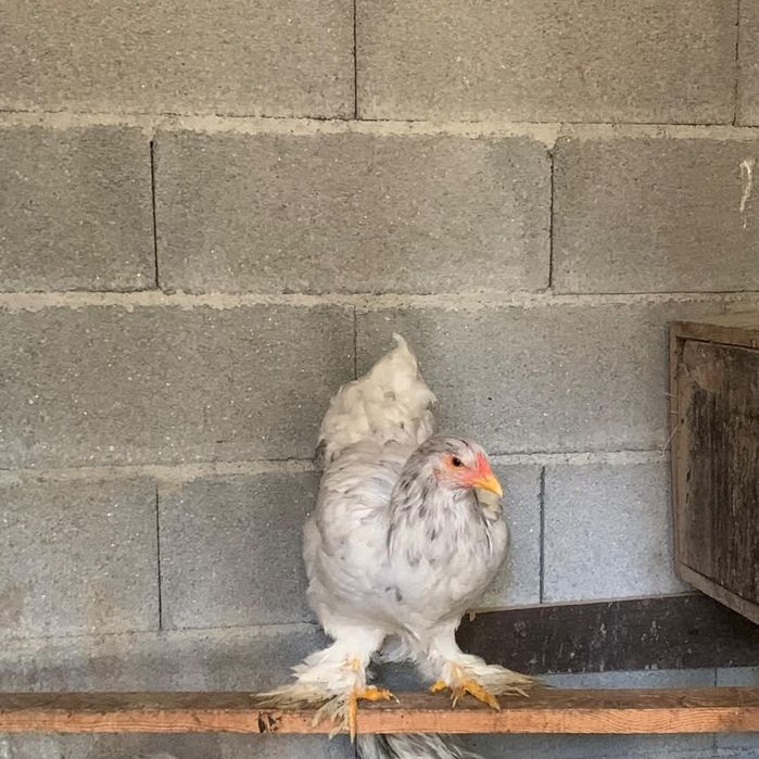 Trio brahma splash/black