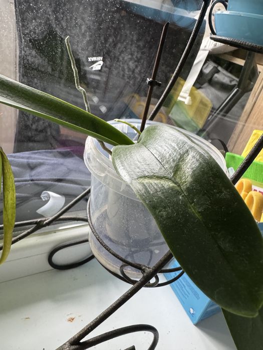 Обмен орхидея меняю