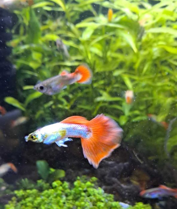 Gupiki Santa Claus PARA, własna hodowla, 3 pary 40zł