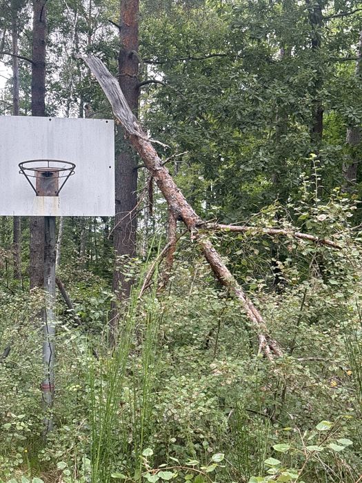 Oddam drewno i deski za darmo