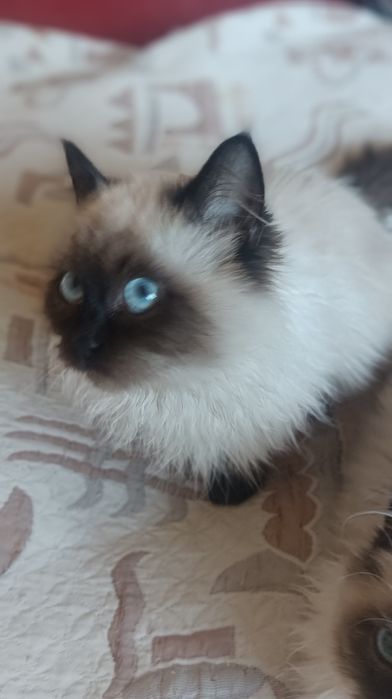 Невська маскарадна 4 міс котик і киця