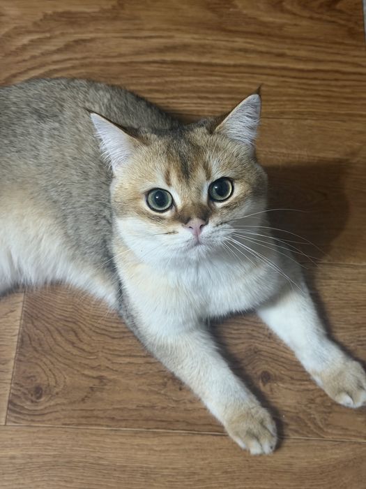 Вязка Шотландець