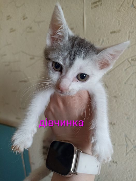 кошенята шукають родину