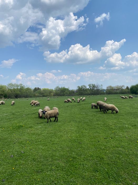 Owce jagnięta czarnogłówka