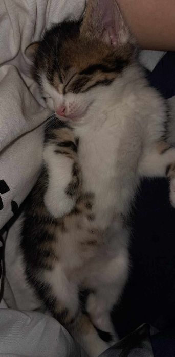 Oddam Kotki za darmo