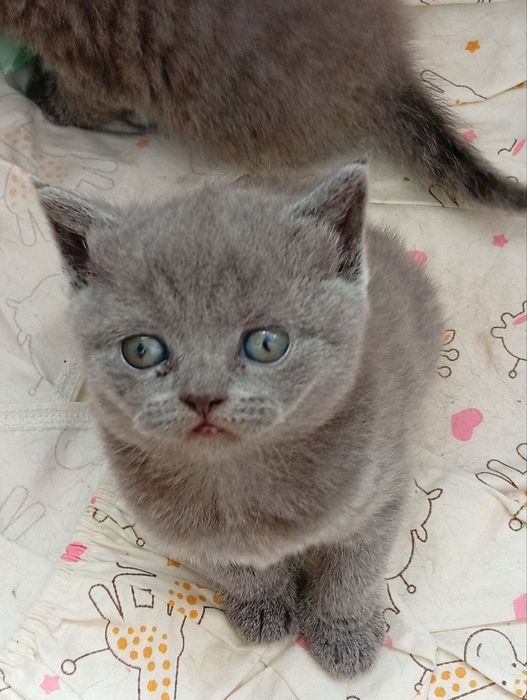 Шотландські котенята