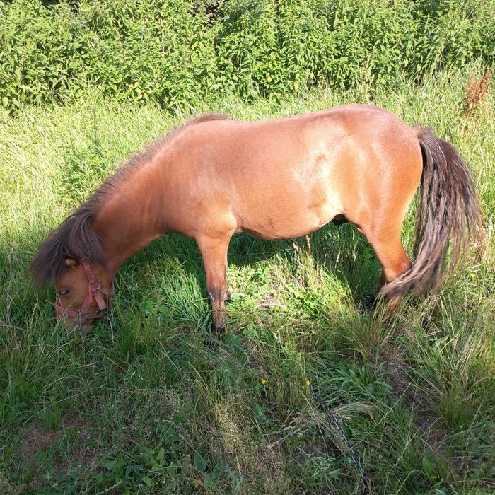 Kuccyki Ogierkii