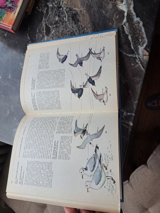 Птахи України Польовий визначник 1984