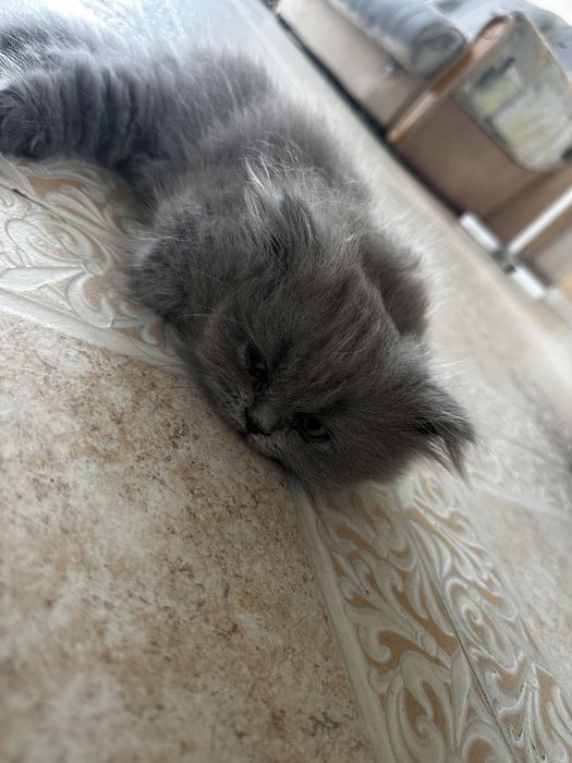 Шотландські висловухі кошенята