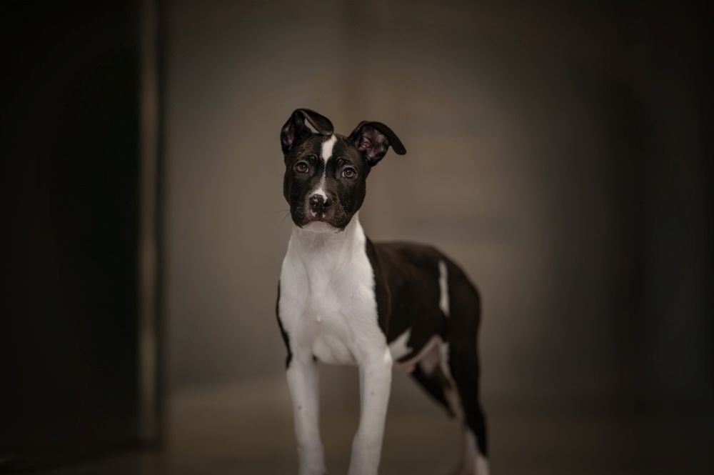 Czarny Piesek American Staffordshire Terrier  (amstaff)