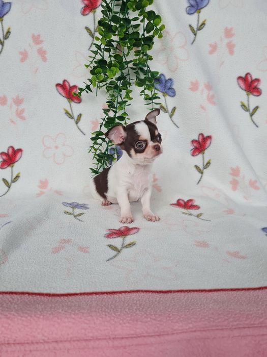 Excecional menina mini mini Chihuahua/Chiuaua de Qualidade