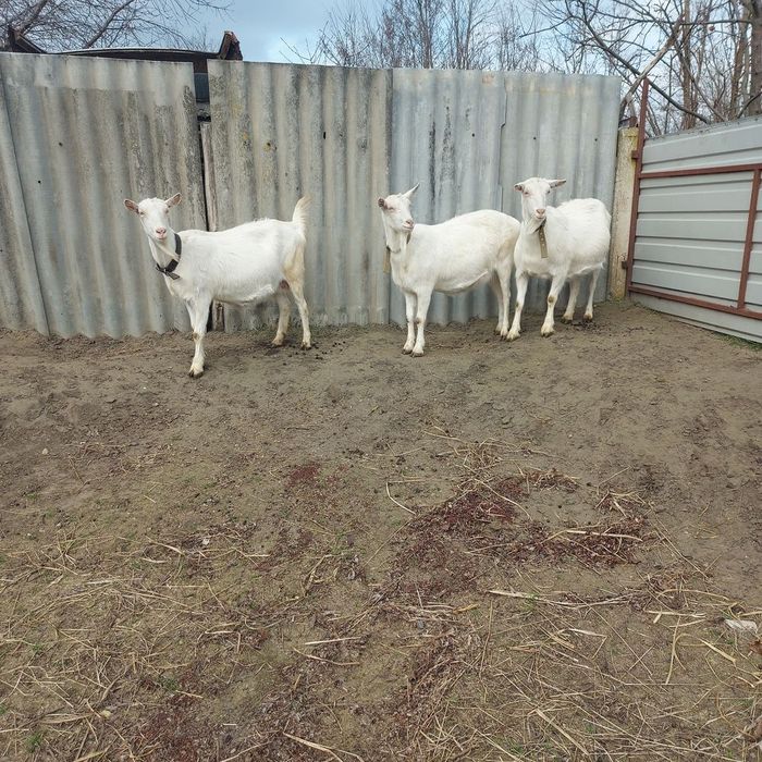 Зааненские  100% и нубийские кокозы